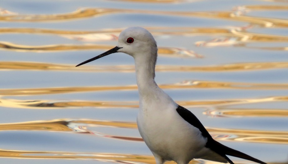 Black-winged Stilt - ML204775021