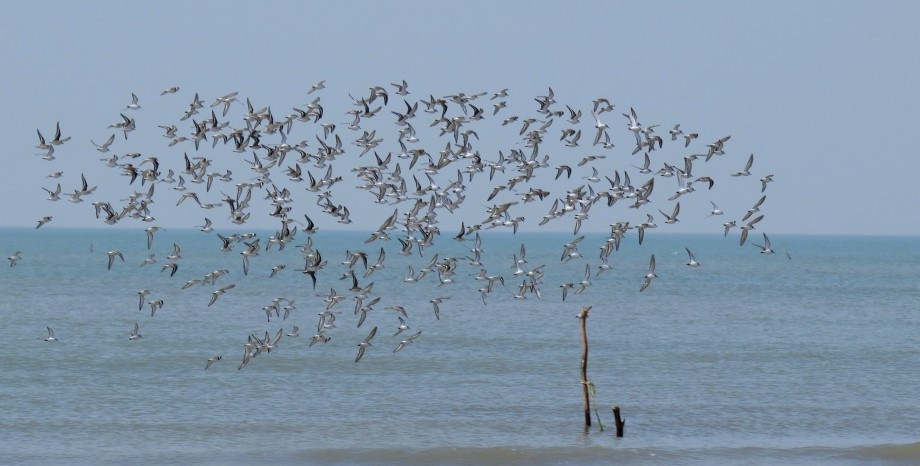 Sanderling - ML204775041