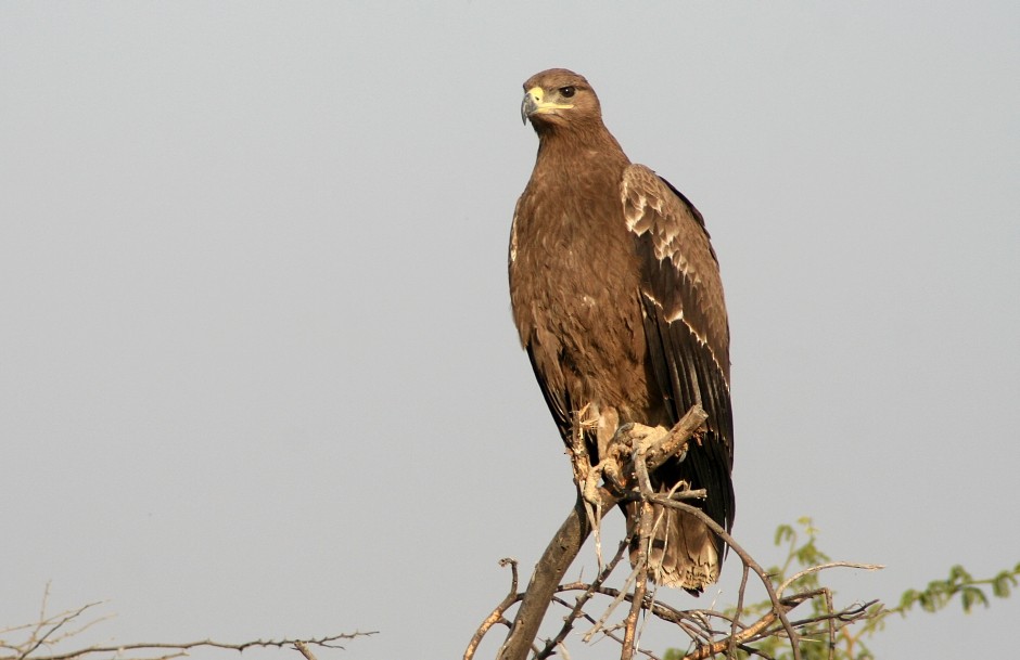 Steppe Eagle - ML204775051