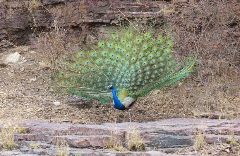 Indian Peafowl - ML204775301