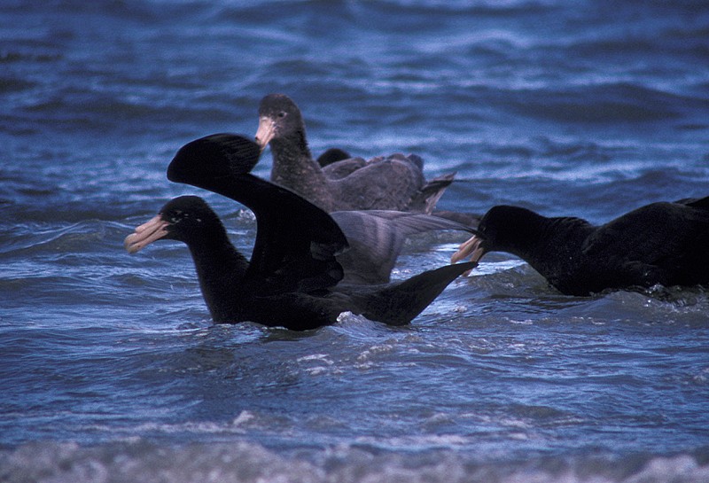 Southern Giant-Petrel - Martin  Flack