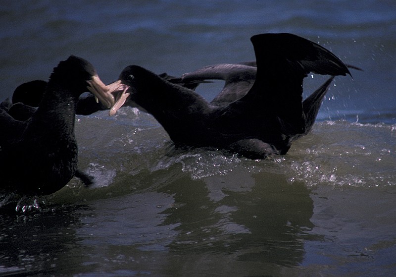 Southern Giant-Petrel - Martin  Flack