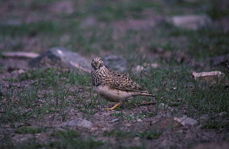 Gray-breasted Seedsnipe - Martin  Flack