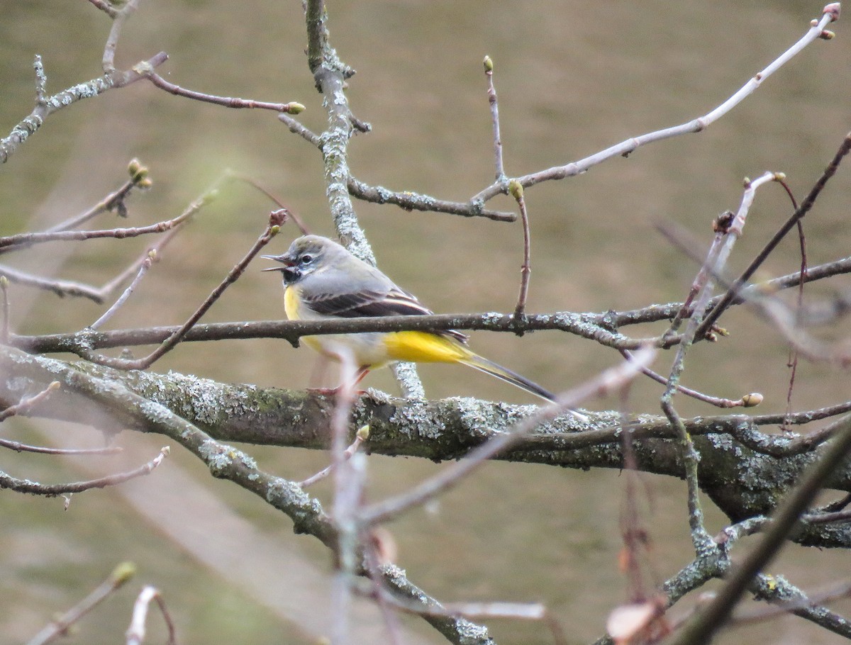 灰鶺鴒 - ML204776001