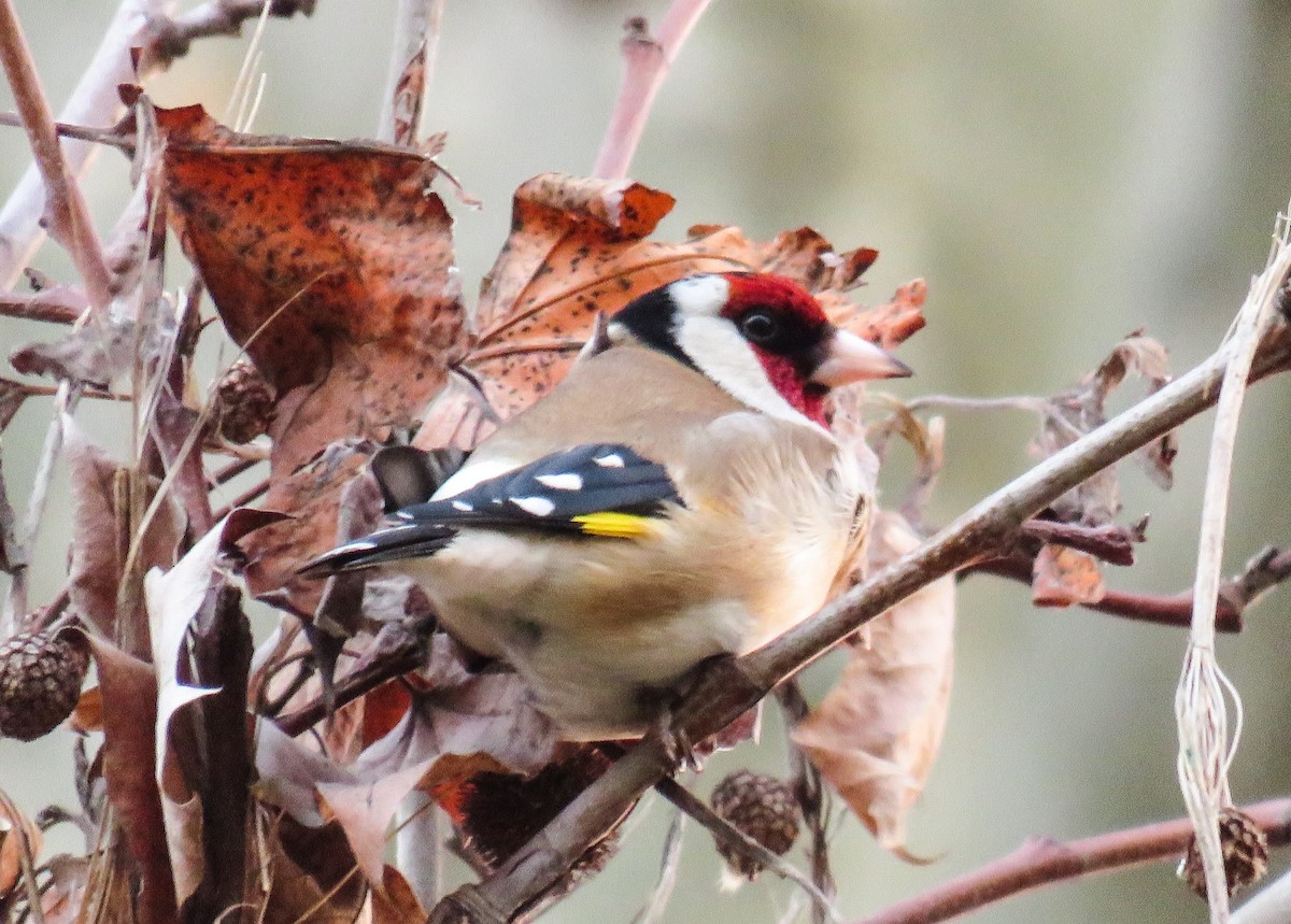 European Goldfinch - ML204776711