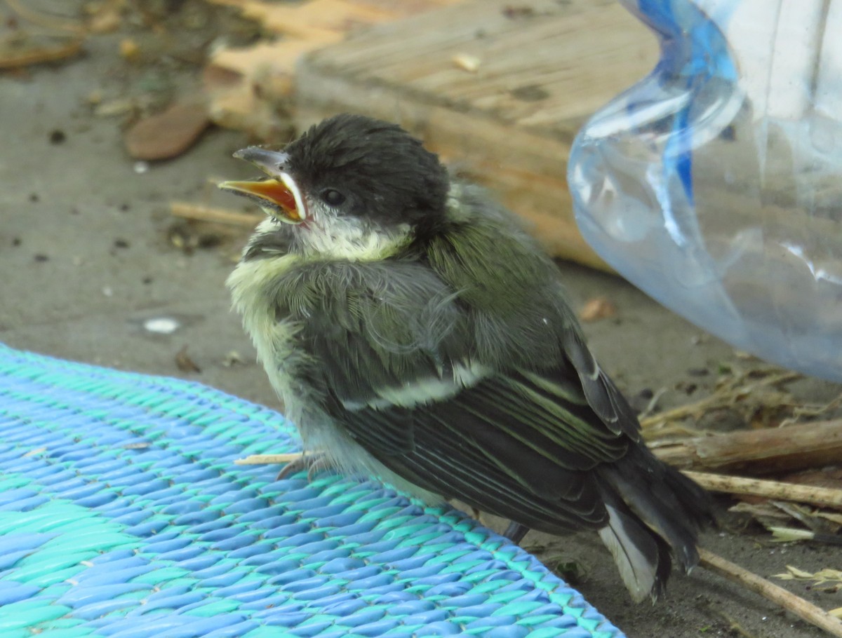 Great Tit (Great) - ML204776821
