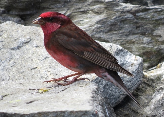 Dark-breasted Rosefinch - Shivam Tiwari