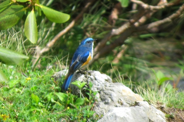 Himalayan Bluetail - Shivam Tiwari