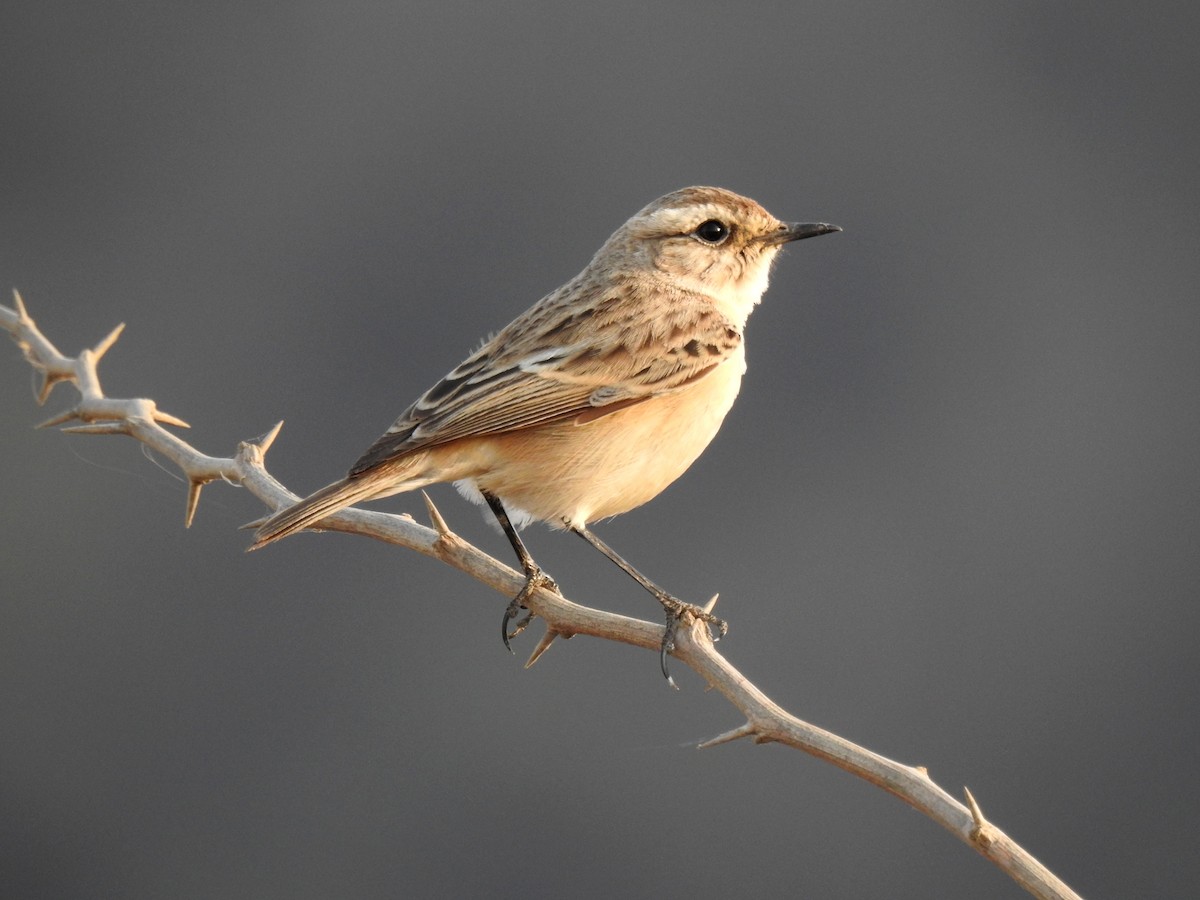 White-browed Bushchat - ML204777411