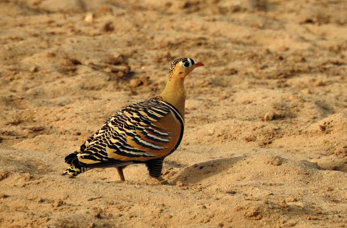 Painted Sandgrouse - ML204777511