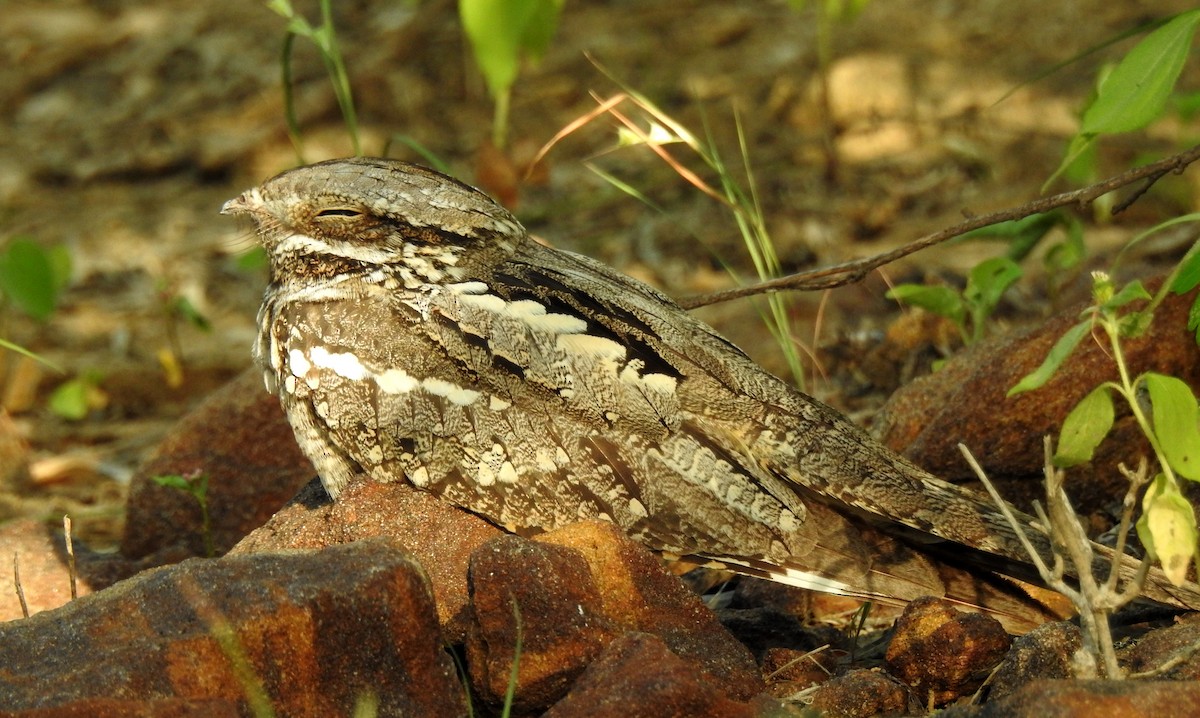 Eurasian Nightjar - Shivam Tiwari