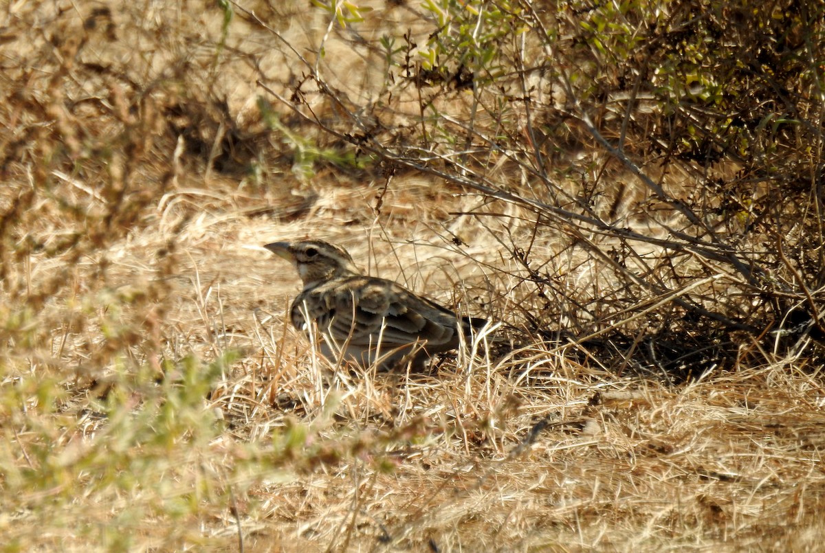 Bimaculated Lark - ML204777791