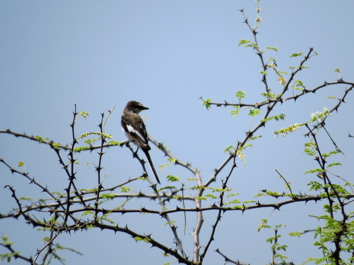 White-bellied Minivet - ML204777831