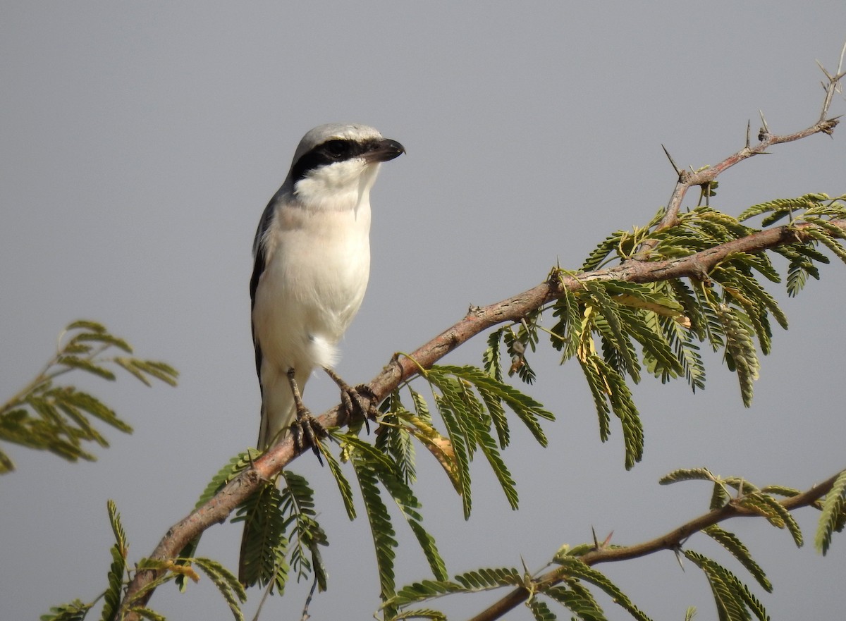 Great Gray Shrike (Indian) - Shivam Tiwari