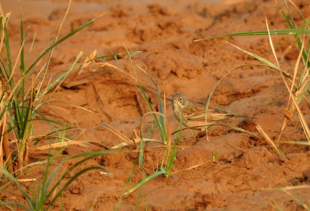 Gray-necked Bunting - ML204777861