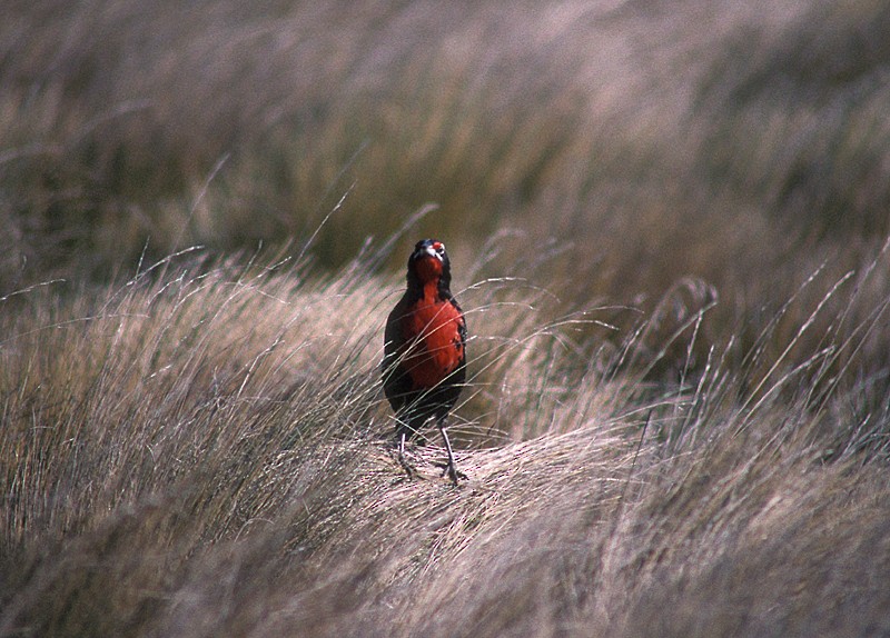 Long-tailed Meadowlark - Martin  Flack