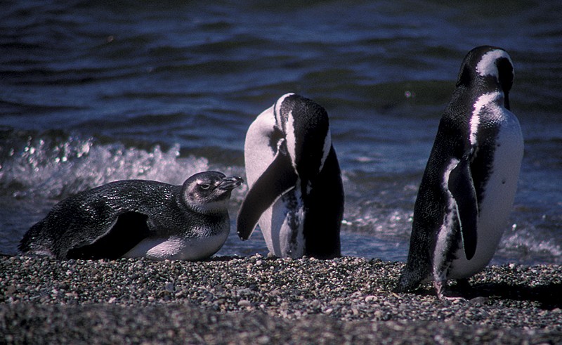 Magellanic Penguin - Martin  Flack