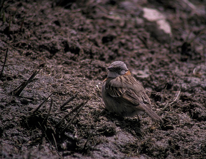 Rufous-collared Sparrow (Patagonian) - Martin  Flack