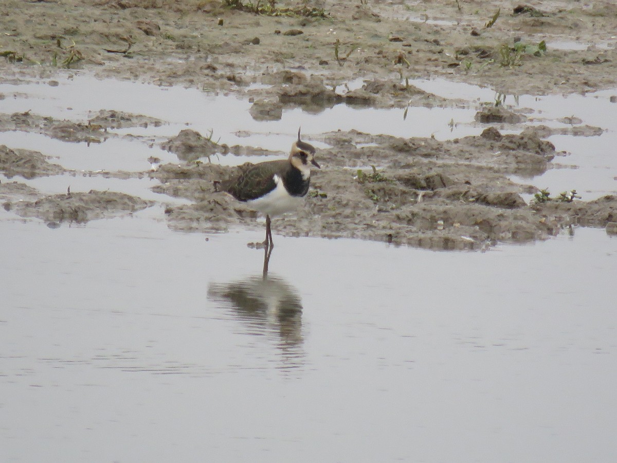 小辮鴴 - ML204778651