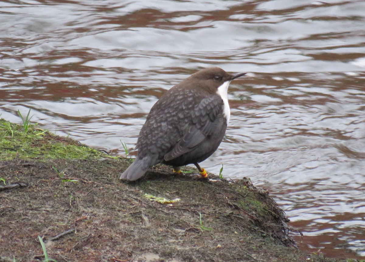 White-throated Dipper - ML204778821