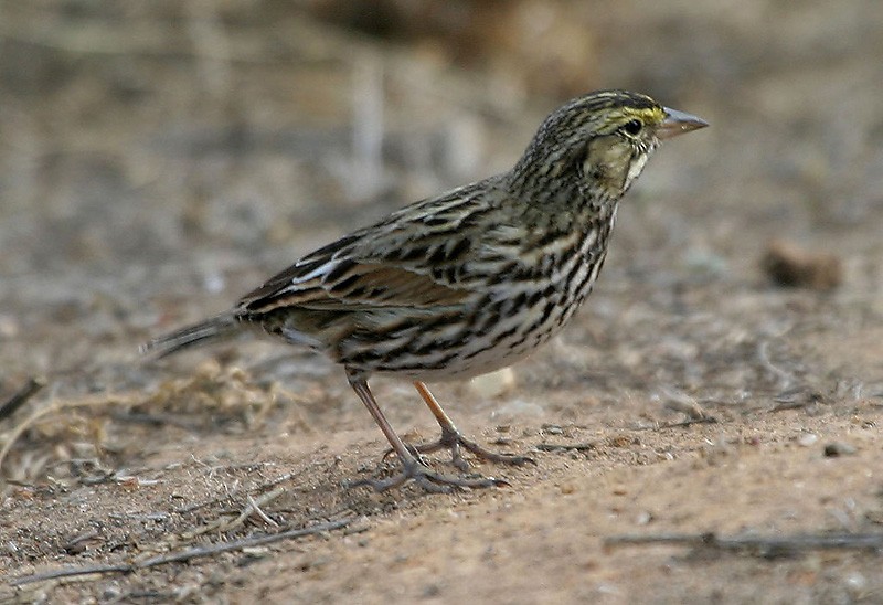 Savannah Sparrow (Belding's) - ML204779141