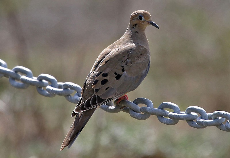 Mourning Dove - ML204779171