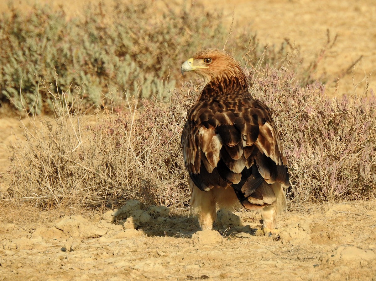 Imperial Eagle - ML204779861