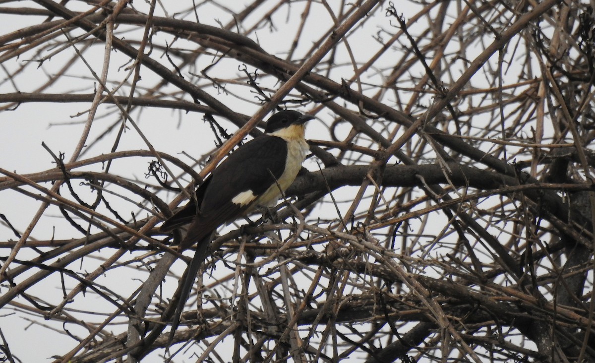 斑翅鳳頭鵑 - ML204779991