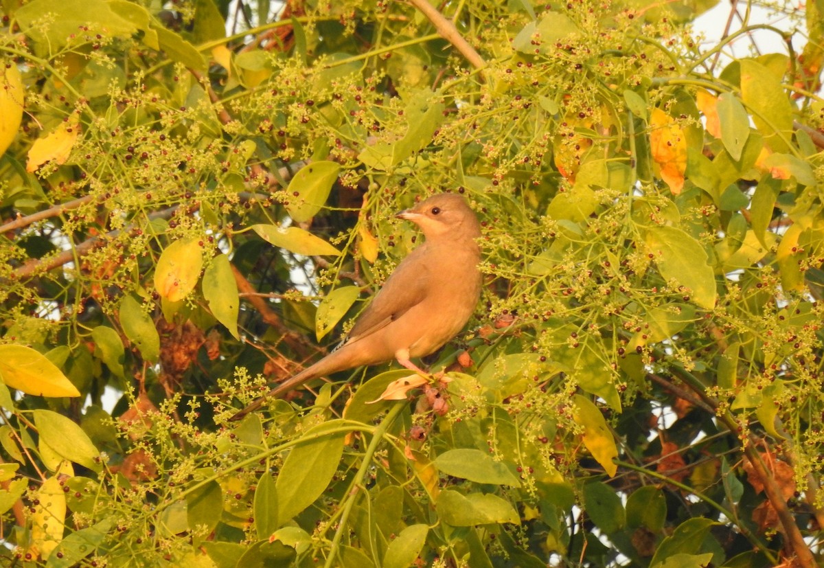 Hypocolius - ML204780211