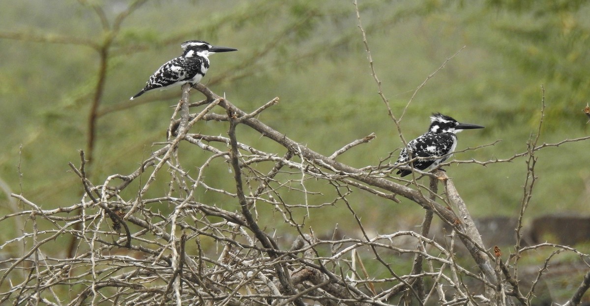 斑翡翠 - ML204780221