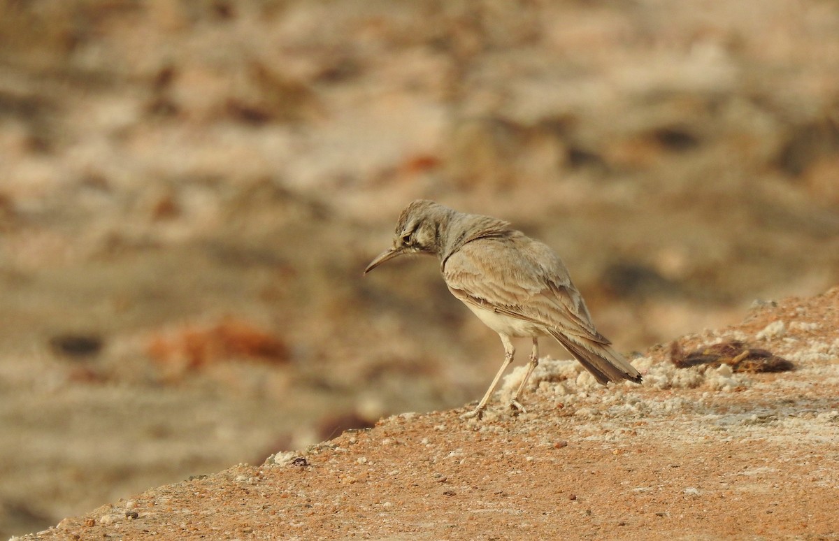 Greater Hoopoe-Lark (Mainland) - ML204780231