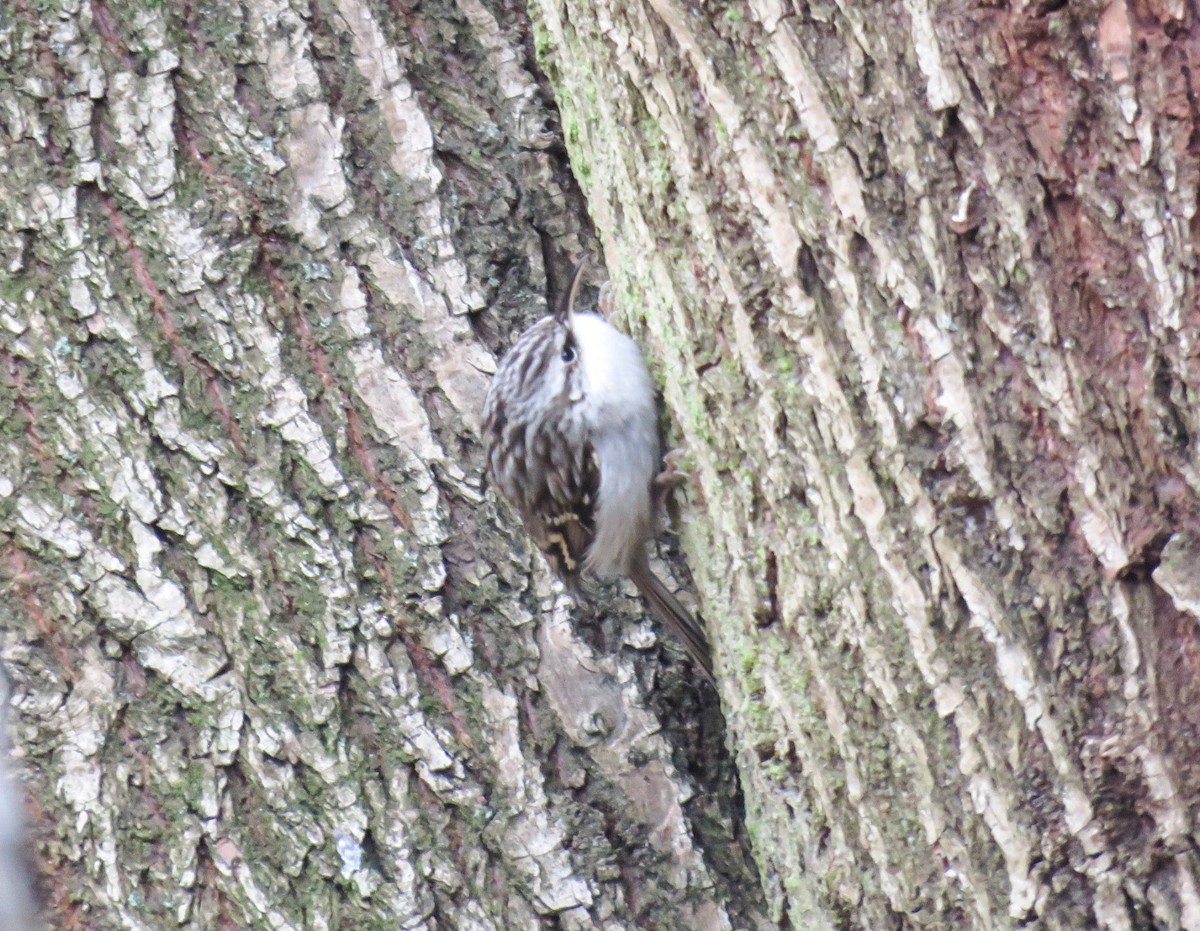 Eurasian Treecreeper - ML204780801