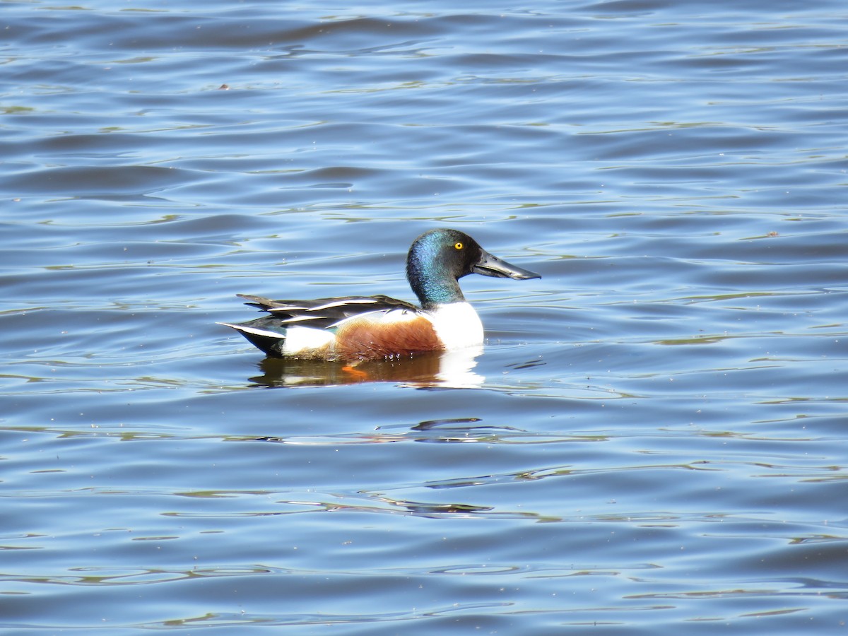 琵嘴鴨 - ML204781091