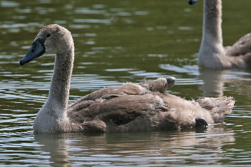 Mute Swan - ML204781421