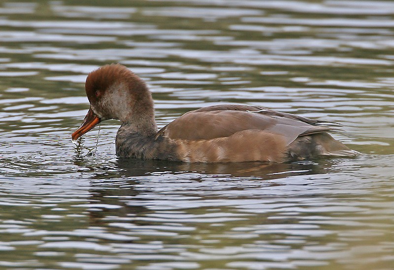 Red-crested Pochard - ML204781531