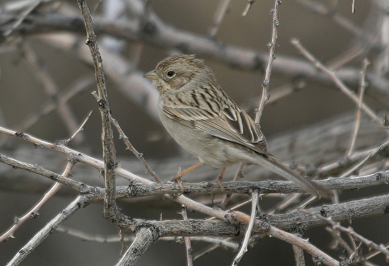 Brewer's Sparrow (breweri) - Peter Vercruijsse