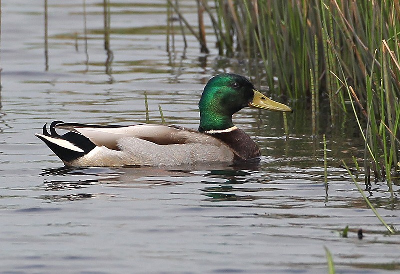 Canard colvert - ML204781841