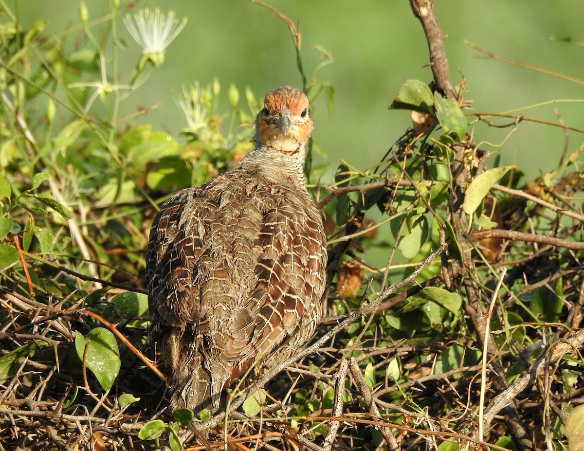 Gray Francolin - ML204782071