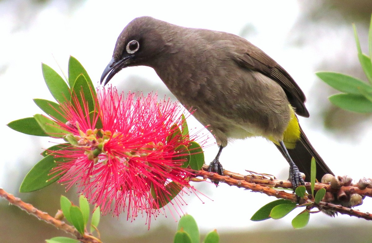 Bulbul du Cap - ML204782221