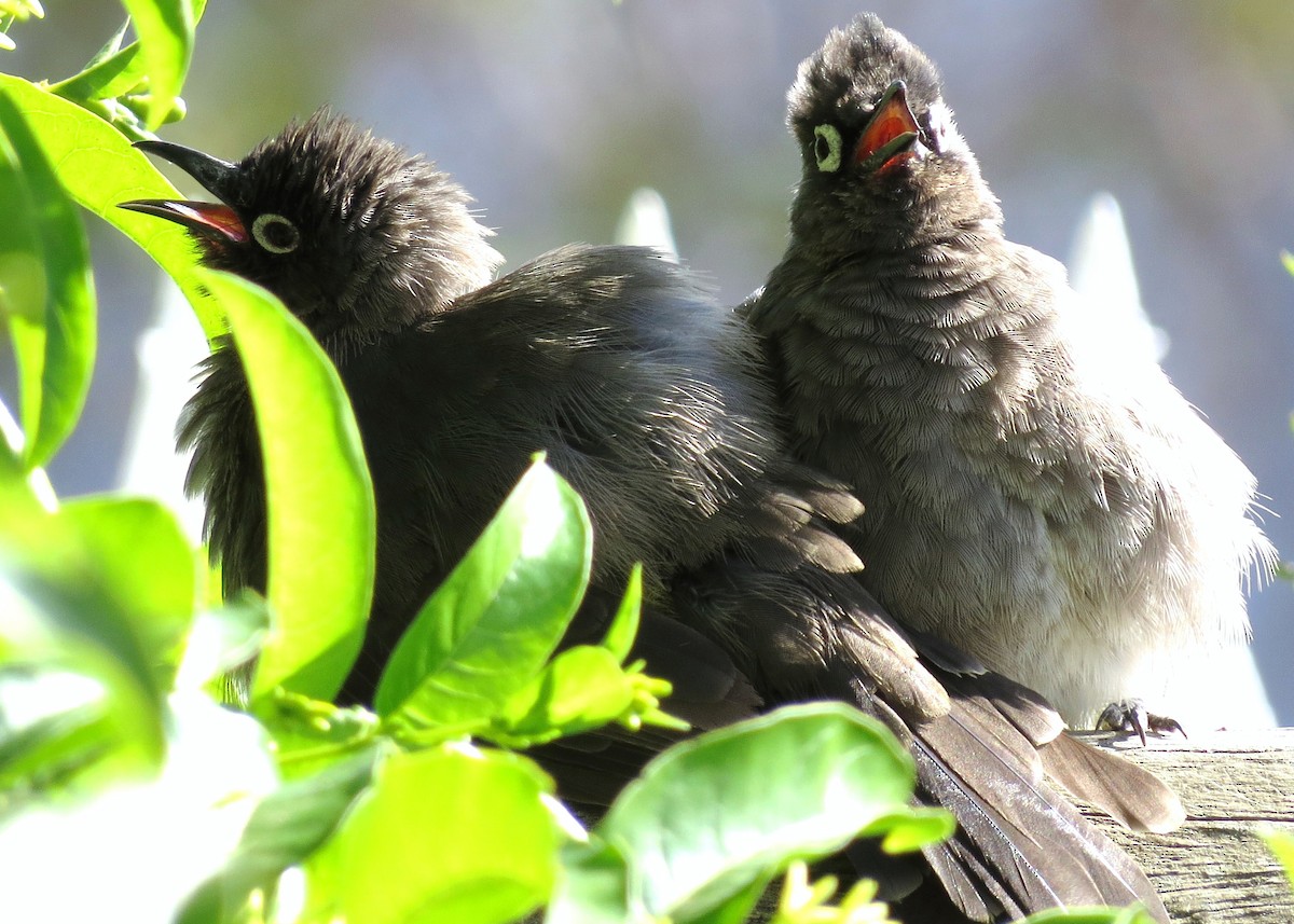 Cape Bulbul - Paul Forte