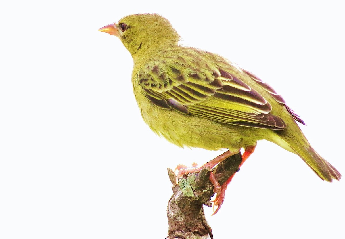 Cape Weaver - Paul Forte