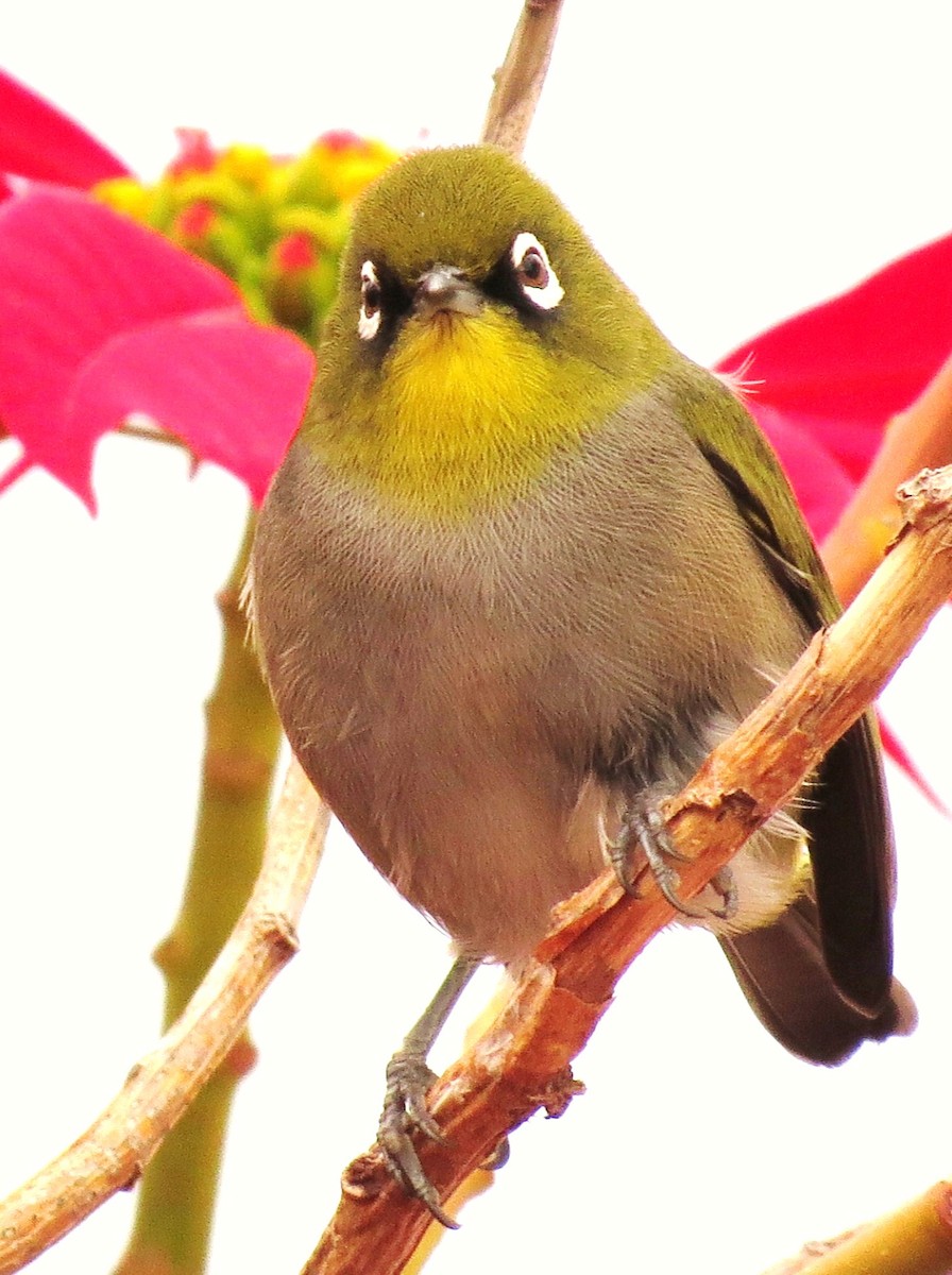 Cape White-eye (Cape) - Paul Forte