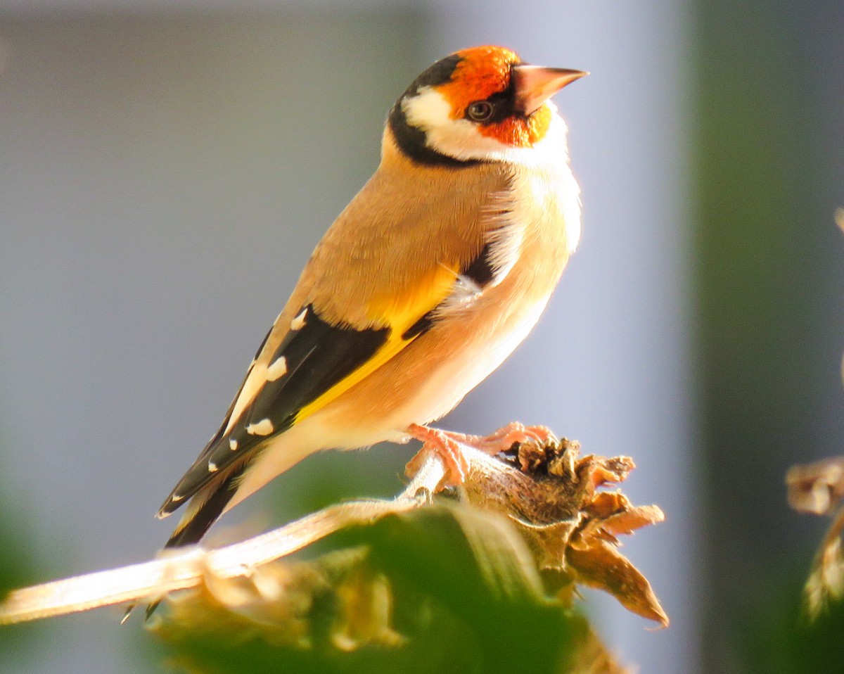 European Goldfinch - ML204783251