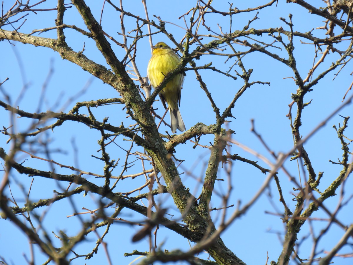 Yellowhammer - ML204783311
