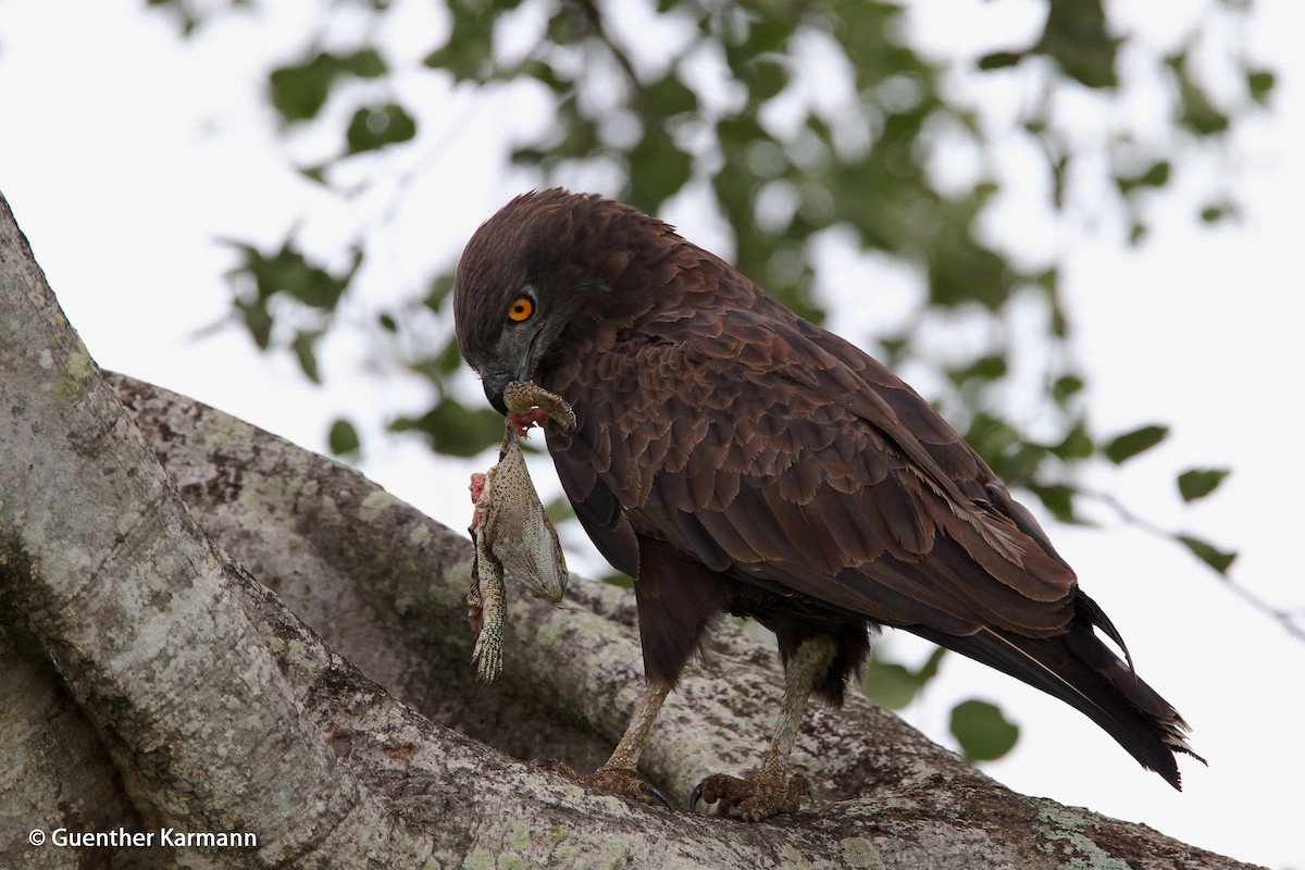 Brown Snake-Eagle - ML204783441