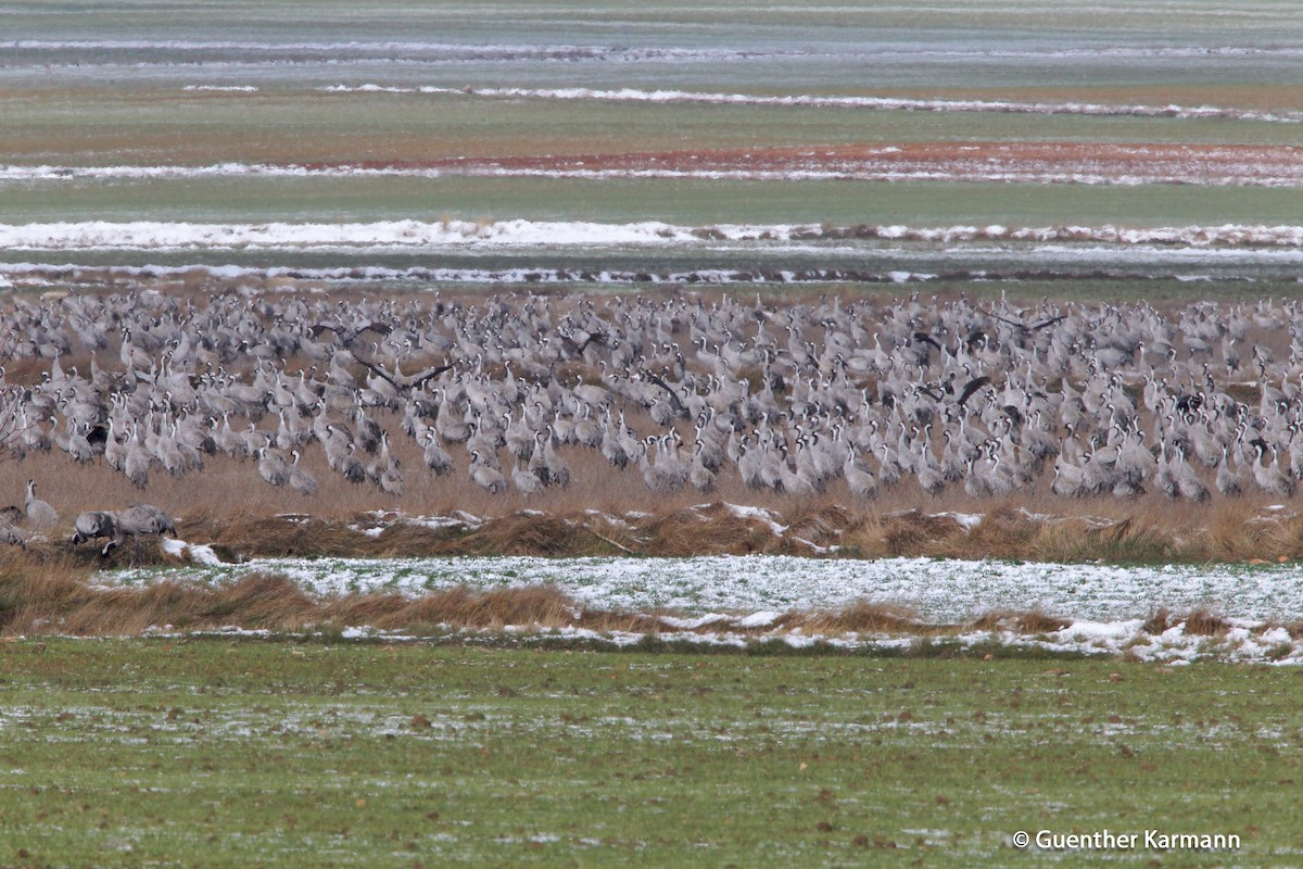 Common Crane - ML204783481