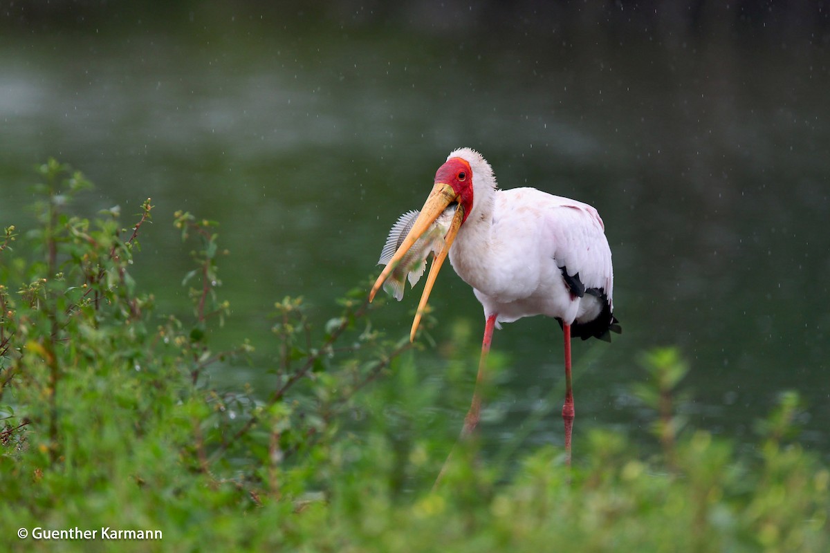 Yellow-billed Stork - ML204783511