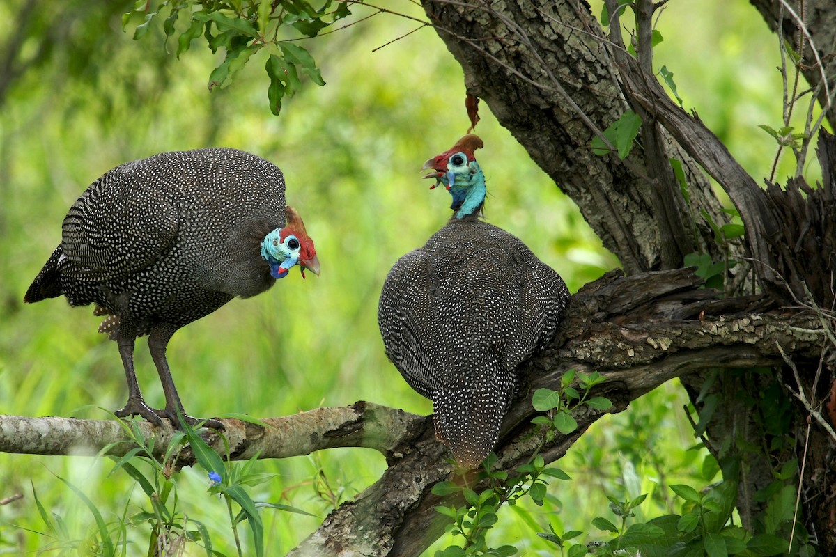 Helmeted Guineafowl (Tufted) - ML204783531