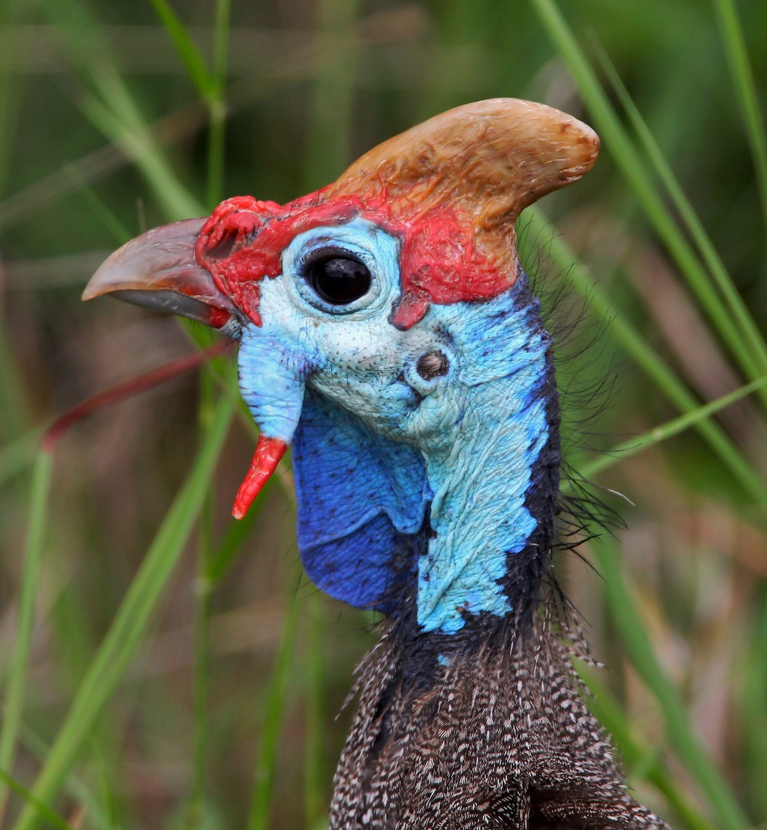 Helmeted Guineafowl (Tufted) - ML204783541