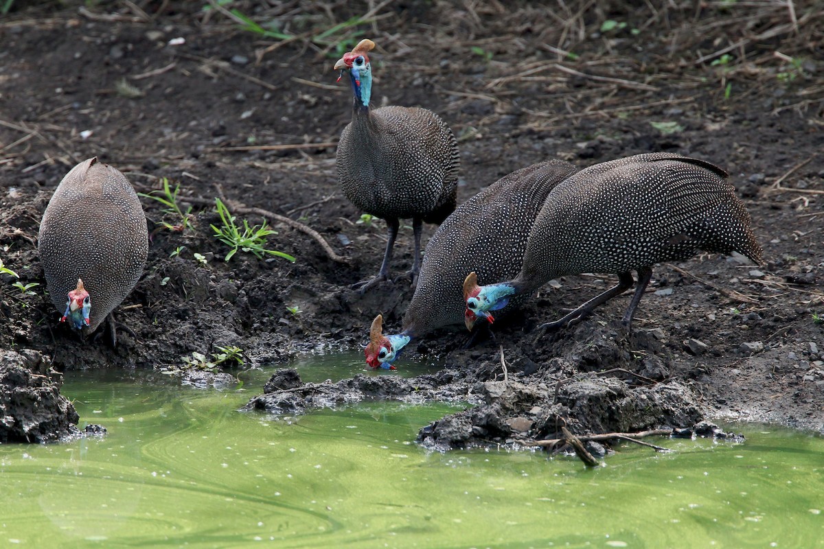 Helmeted Guineafowl (Tufted) - ML204783551